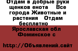 Отдам в добрые руки щенков енота. - Все города Животные и растения » Отдам бесплатно   . Ярославская обл.,Фоминское с.